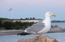 fort pheonix beach fairhaven ma